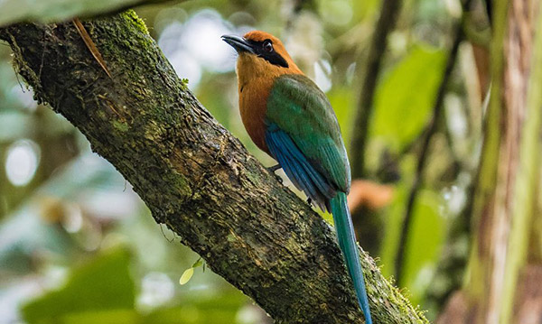 observacion de-aves-1
